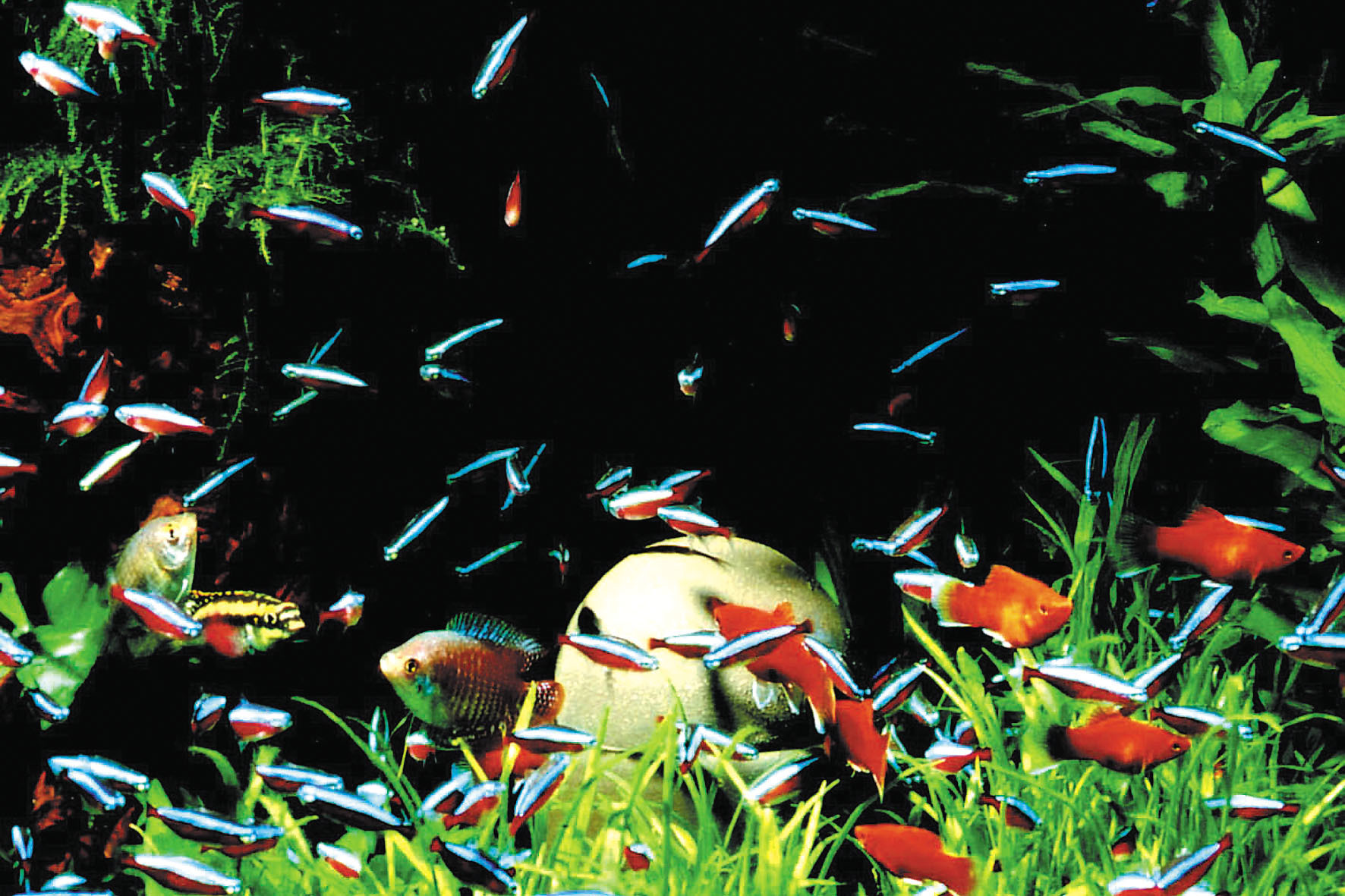 Unterwasserspaß im Kinderzimmer: Immer mehr Mädchen und Jungen holen sich mit einem Aquarium ein Stück Natur in ihr eigenes Reich. Foto: djd/Söchting Biotechnik